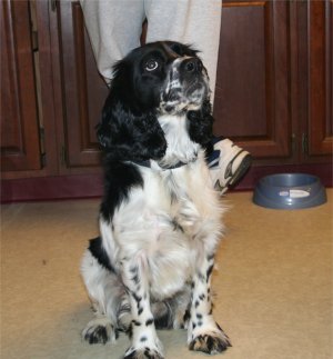 Sparky2