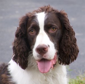 Milo
