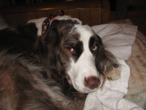 Molly