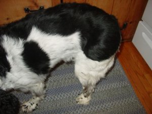 Shiloh