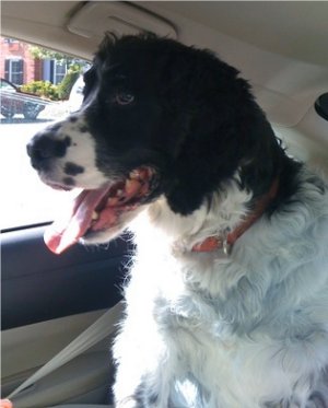 Shiloh