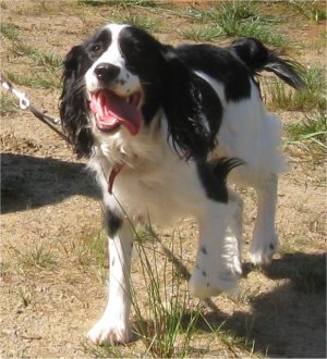 Domino