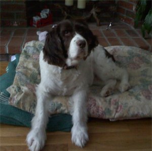 Josie