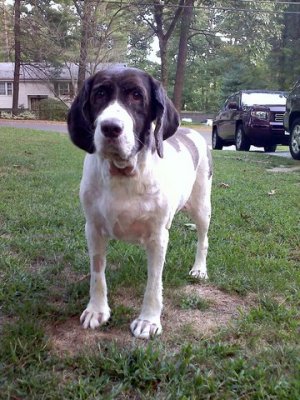 Josie