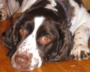 Molly